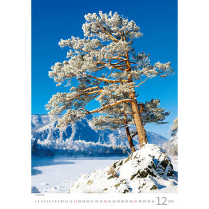 Fotografie k reklamnímu předmětu „Kalendář Stromy“