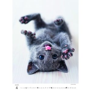 Fotografie k reklamnímu předmětu „Kalendář Koťátka“