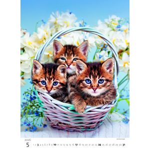 Fotografie k reklamnímu předmětu „Kalendář Koťátka“