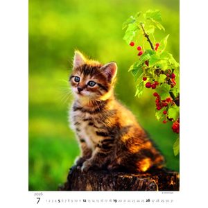 Fotografie k reklamnímu předmětu „Kalendář Koťátka“