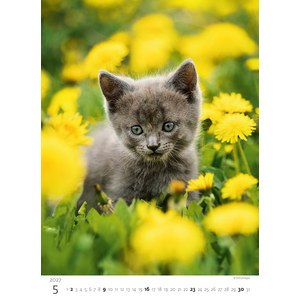 Fotografie k reklamnímu předmětu „Kalendář Koťátka“