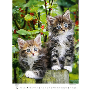 Fotografie k reklamnímu předmětu „Kalendář Koťátka“