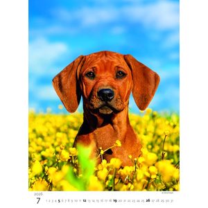 Fotografie k reklamnímu předmětu „Kalendář Štěňátka“