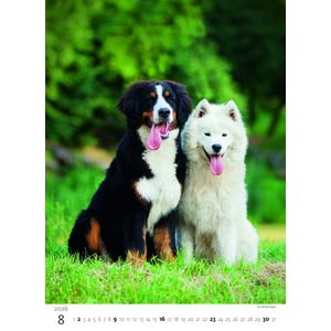 Fotografie k reklamnímu předmětu „Kalendář Štěňátka“