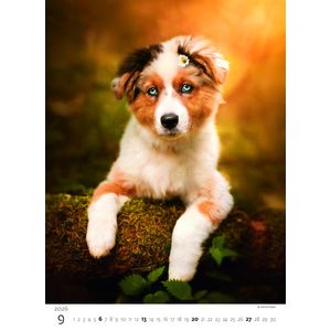 Fotografie k reklamnímu předmětu „Kalendář Štěňátka“