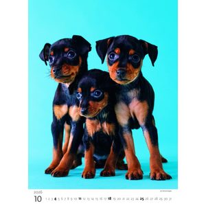 Fotografie k reklamnímu předmětu „Kalendář Štěňátka“