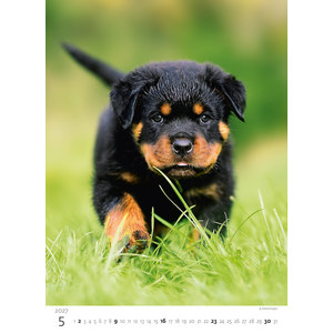 Fotografie k reklamnímu předmětu „Kalendář Štěňátka“