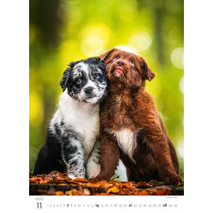 Fotografie k reklamnímu předmětu „Kalendář Štěňátka“