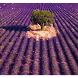 Fotografie k reklamnímu předmětu „Kalendář Provence - vázanka“