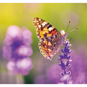 Fotografie k reklamnímu předmětu „Kalendář Provence - vázanka“
