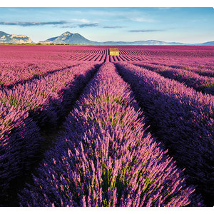 Fotografie k reklamnímu předmětu „Kalendář Provence - vázanka“