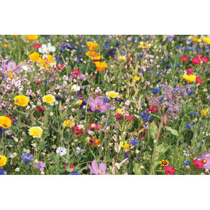 Fotografie k reklamnímu předmětu „Disk s mixem květinových semíne FLOMIX“