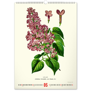 Fotografie k reklamnímu předmětu „NOTIQUE Nástěnný kalendář Vintage plakáty – herbář 2026, 33 x 46 cm“