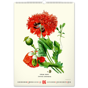 Fotografie k reklamnímu předmětu „NOTIQUE Nástěnný kalendář Vintage plakáty – herbář 2026, 33 x 46 cm“