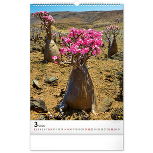 Fotografie k reklamnímu předmětu „NOTIQUE Nástěnný kalendář Stromy 2026, 33 x 46 cm“