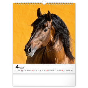 Fotografie k reklamnímu předmětu „NOTIQUE Nástěnný kalendář Koně 2026, 30 x 34 cm“