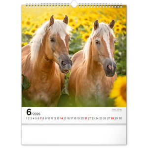 Fotografie k reklamnímu předmětu „NOTIQUE Nástěnný kalendář Koně 2026, 30 x 34 cm“