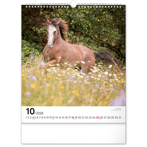 Fotografie k reklamnímu předmětu „NOTIQUE Nástěnný kalendář Koně 2026, 30 x 34 cm“