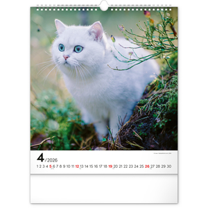 Fotografie k reklamnímu předmětu „NOTIQUE Nástěnný kalendář Kočky 2026, 30 x 34 cm“