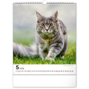 Fotografie k reklamnímu předmětu „NOTIQUE Nástěnný kalendář Kočky 2026, 30 x 34 cm“