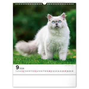 Fotografie k reklamnímu předmětu „NOTIQUE Nástěnný kalendář Kočky 2026, 30 x 34 cm“
