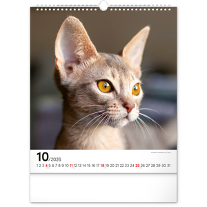 Fotografie k reklamnímu předmětu „NOTIQUE Nástěnný kalendář Kočky 2026, 30 x 34 cm“