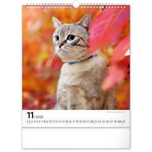Fotografie k reklamnímu předmětu „NOTIQUE Nástěnný kalendář Kočky 2026, 30 x 34 cm“