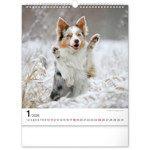 Fotografie k reklamnímu předmětu „NOTIQUE Nástěnný kalendář Psi 2026, 30 x 34 cm“