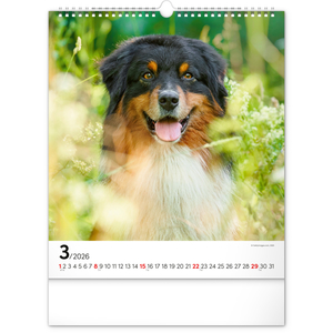 Fotografie k reklamnímu předmětu „NOTIQUE Nástěnný kalendář Psi 2026, 30 x 34 cm“