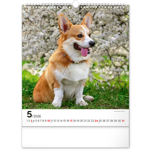 Fotografie k reklamnímu předmětu „NOTIQUE Nástěnný kalendář Psi 2026, 30 x 34 cm“