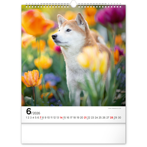 Fotografie k reklamnímu předmětu „NOTIQUE Nástěnný kalendář Psi 2026, 30 x 34 cm“