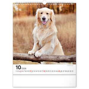 Fotografie k reklamnímu předmětu „NOTIQUE Nástěnný kalendář Psi 2026, 30 x 34 cm“
