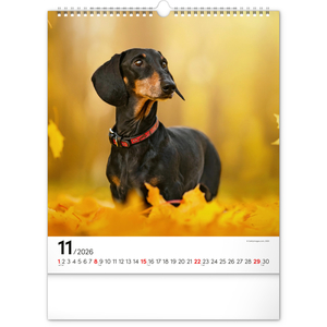 Fotografie k reklamnímu předmětu „NOTIQUE Nástěnný kalendář Psi 2026, 30 x 34 cm“