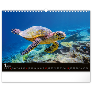 Fotografie k reklamnímu předmětu „NOTIQUE Nástěnný kalendář Podmořský svět 2026, 48 x 33 cm“
