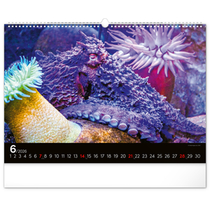 Fotografie k reklamnímu předmětu „NOTIQUE Nástěnný kalendář Podmořský svět 2026, 48 x 33 cm“