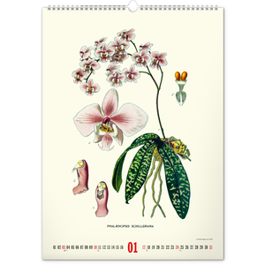 Fotografie k reklamnímu předmětu „NOTIQUE Nástěnný kalendář Vintage plakáty – herbář 2027, 33 x 46 cm“