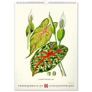 Fotografie k reklamnímu předmětu „NOTIQUE Nástěnný kalendář Vintage plakáty – herbář 2027, 33 x 46 cm“
