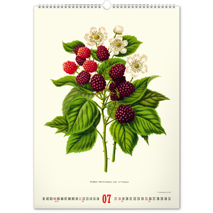 Fotografie k reklamnímu předmětu „NOTIQUE Nástěnný kalendář Vintage plakáty – herbář 2027, 33 x 46 cm“