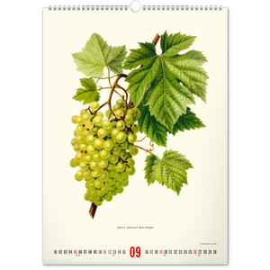 Fotografie k reklamnímu předmětu „NOTIQUE Nástěnný kalendář Vintage plakáty – herbář 2027, 33 x 46 cm“