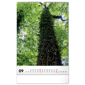 Fotografie k reklamnímu předmětu „NOTIQUE Nástěnný kalendář Stromy 2027, 33 x 46 cm“