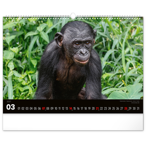 Fotografie k reklamnímu předmětu „NOTIQUE Nástěnný kalendář Živá Afrika 2027, 48 x 33 cm“