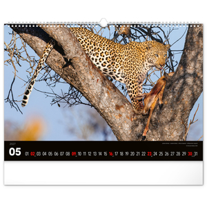 Fotografie k reklamnímu předmětu „NOTIQUE Nástěnný kalendář Živá Afrika 2027, 48 x 33 cm“