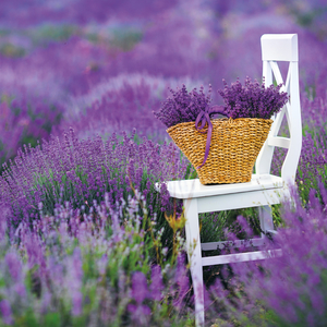 Fotografie k reklamnímu předmětu „NOTIQUE Poznámkový kalendář Provence 2026, 30 x 30 cm“