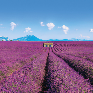 Fotografie k reklamnímu předmětu „NOTIQUE Poznámkový kalendář Provence 2026, 30 x 30 cm“
