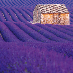 Fotografie k reklamnímu předmětu „NOTIQUE Poznámkový kalendář Provence 2026, 30 x 30 cm“