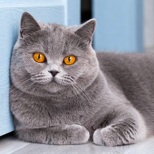 Fotografie k reklamnímu předmětu „NOTIQUE Poznámkový kalendář Kočky 2026, 30 x 30 cm“