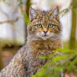 Fotografie k reklamnímu předmětu „NOTIQUE Poznámkový kalendář Kočky 2026, 30 x 30 cm“