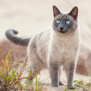 Fotografie k reklamnímu předmětu „NOTIQUE Poznámkový kalendář Kočky 2026, 30 x 30 cm“