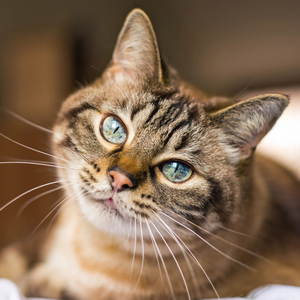 Fotografie k reklamnímu předmětu „NOTIQUE Poznámkový kalendář Kočky 2026, 30 x 30 cm“