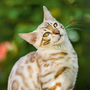 Fotografie k reklamnímu předmětu „NOTIQUE Poznámkový kalendář Kočky 2026, 30 x 30 cm“